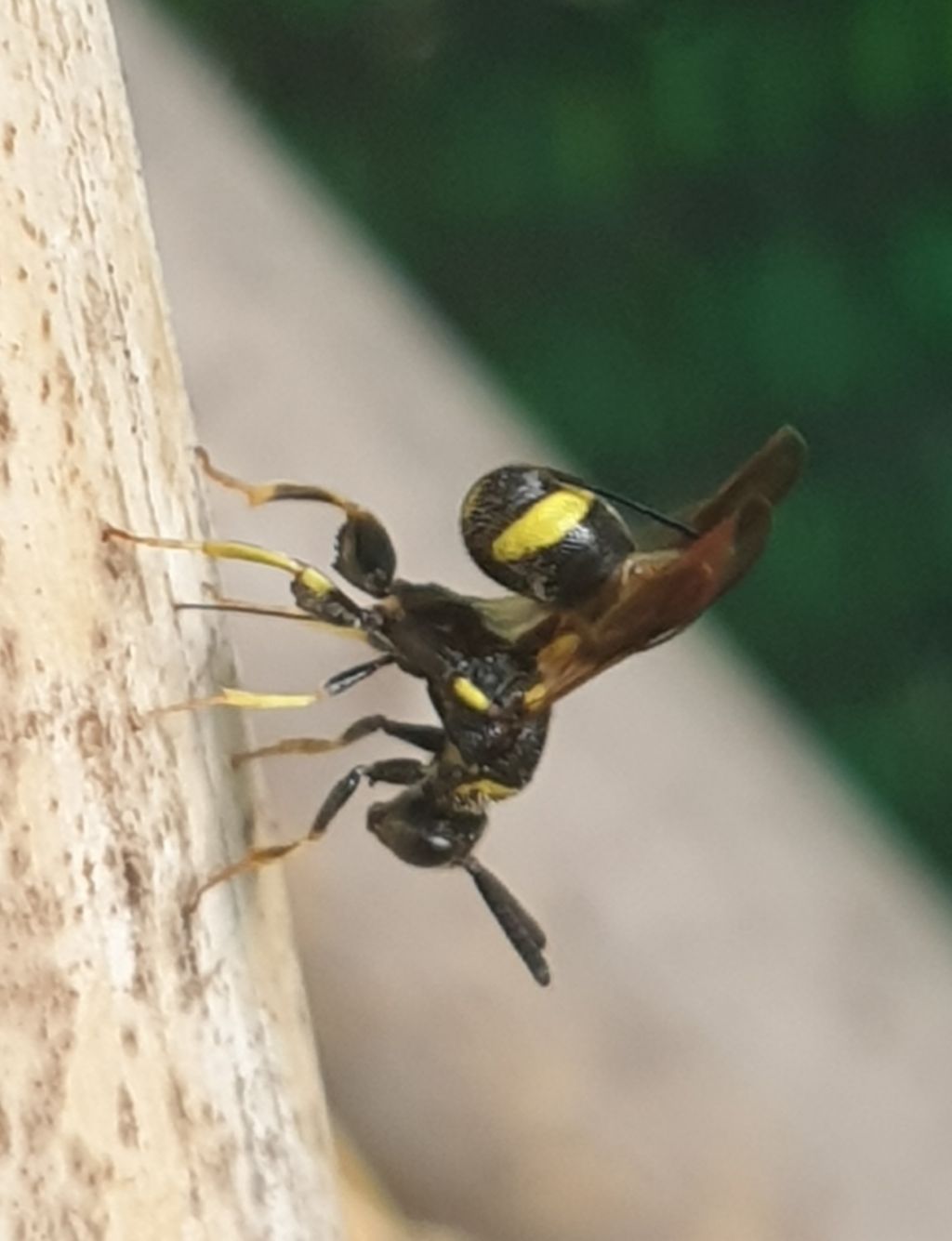 Leucospidae che attenzionano un nido di Isodontia mexicana